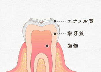 エナメル質・象牙質・歯髄